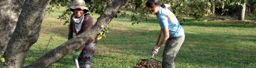 Two sojourners working in the apple orchard.
