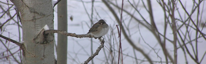 junco at Holy Wisdom Monastery