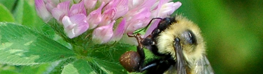 Bee resting on a pink clover head