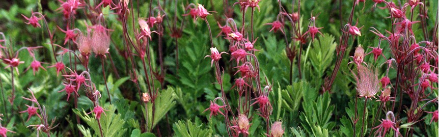 prairie smoke at Holy Wisdom Monastery