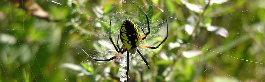 Argiope spider
