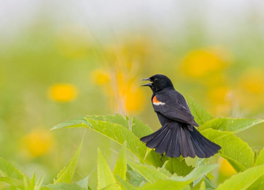 The bird is entirely black aside from an orange and cream colored patch on its shoulder.